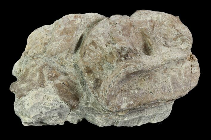 Xiphactinus (Cretaceous Fish) Vertebra - Kansas #102675